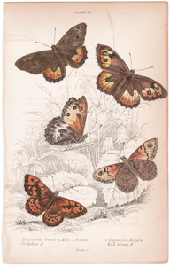 21 Wood Tiger Moth